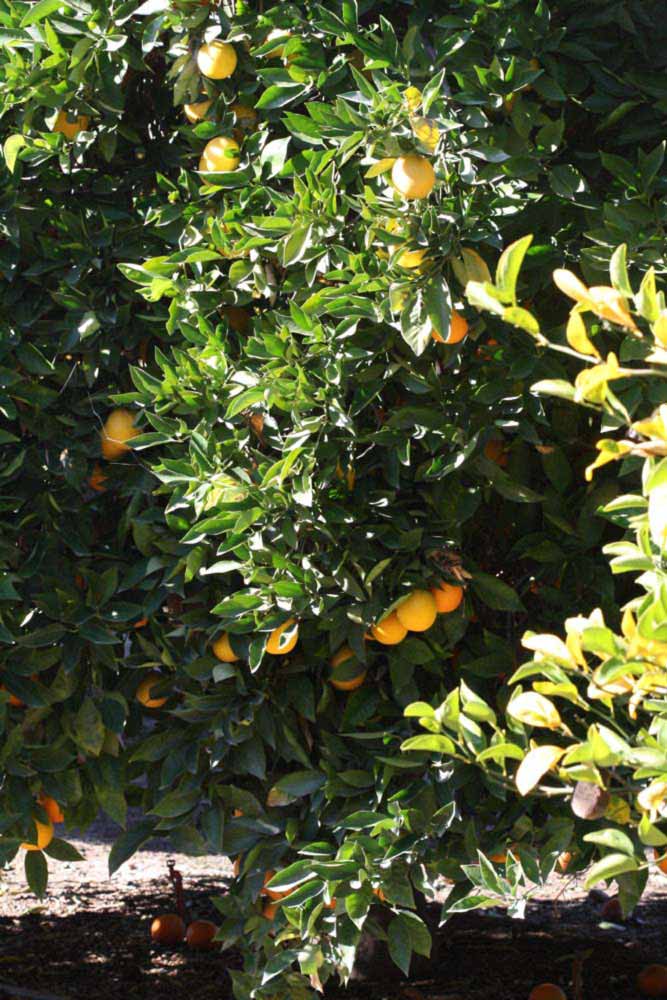            Habit (Riverside, CA)   